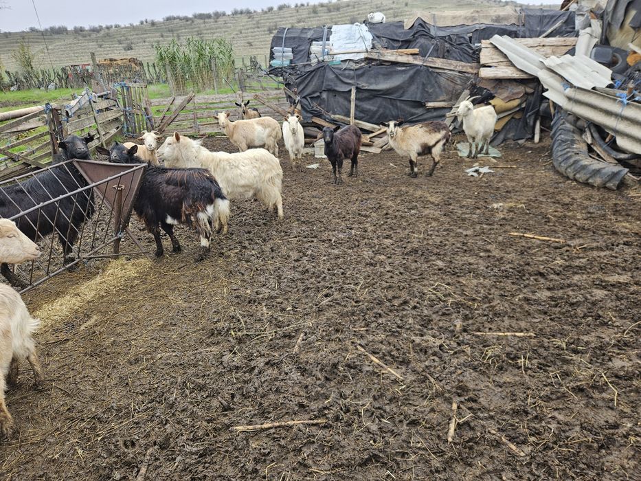 Vand Capre romanesti