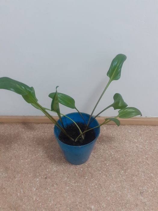 Мужское счастье цветы