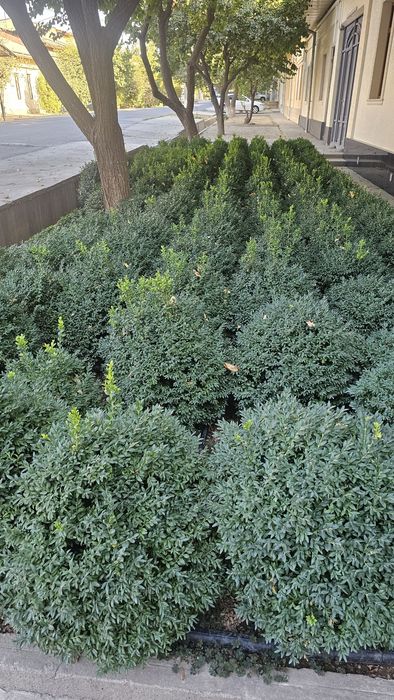 shamshodla sotiladi  95 000,  kelishtiriladi