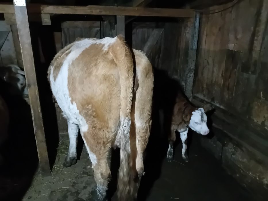 Vând juninca la prima fătare fatata de o săptămână