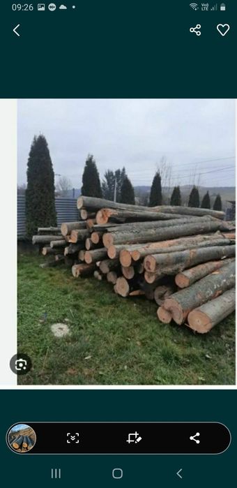 Vand lemne de foc Bustan fag