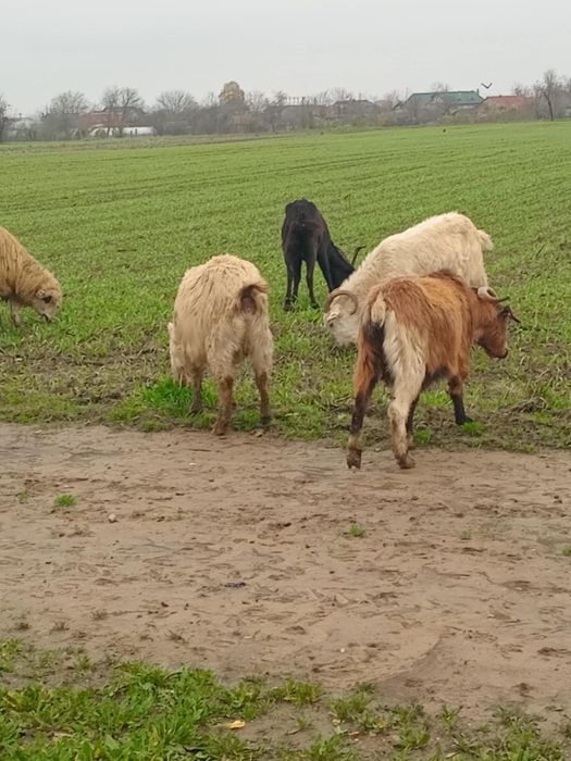 Vand 20 capre……..