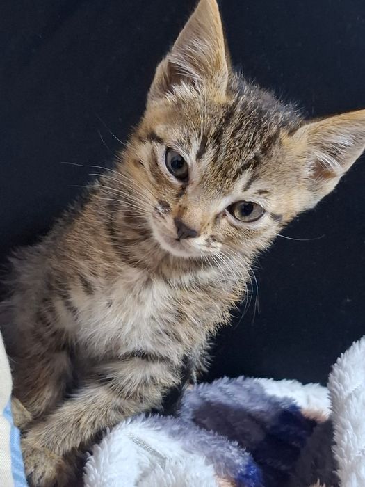 Отдам игривого котенка