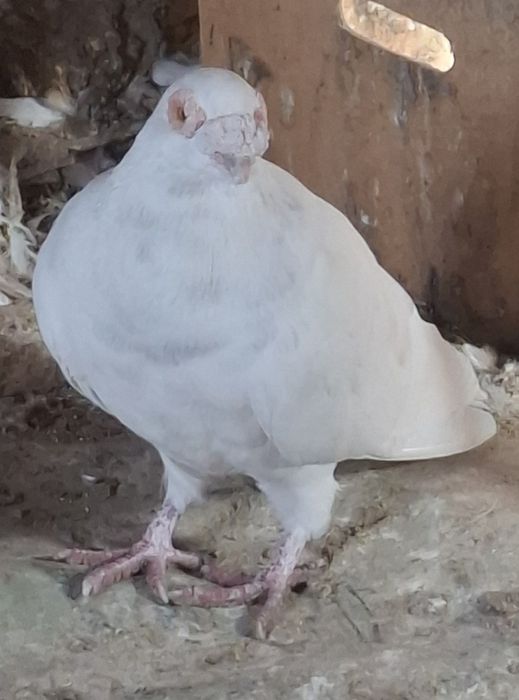 Porumbei carunculati de Oradea