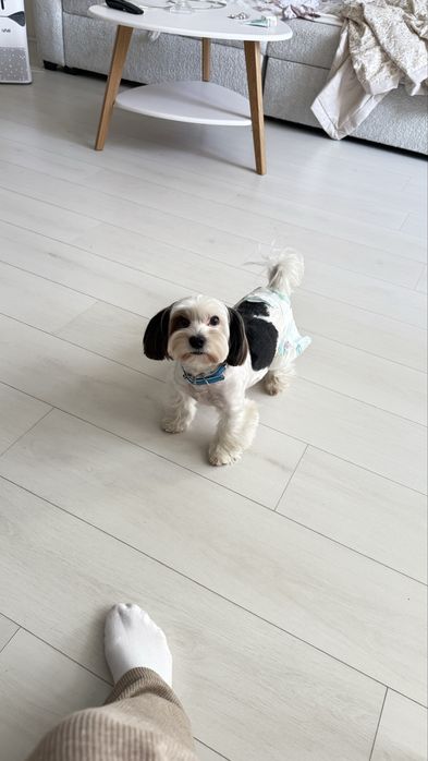 Йоркширский Бивер