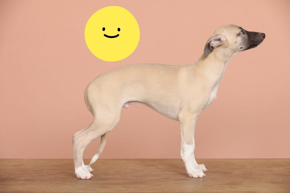 Catel whippet de vanzare