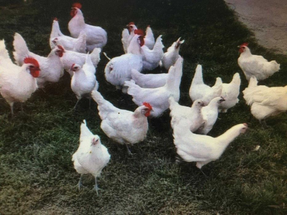 Vand gaini la bresse , puicute si cocosi au 4 luni.