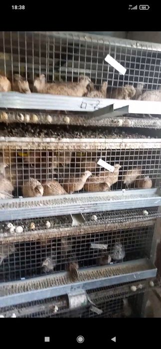 Пъдпъдъци и яйца от пъдпъдъци.