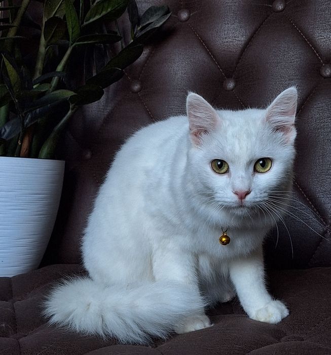 Подари Бэль семью