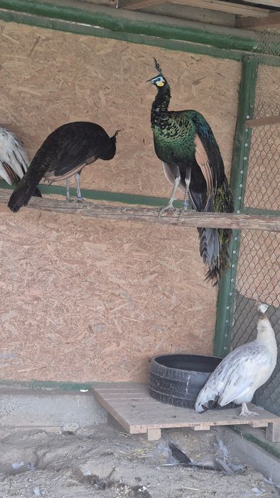 Se vinde familile de păuni ,mascul Muticus Imperator cu femele UN 4200