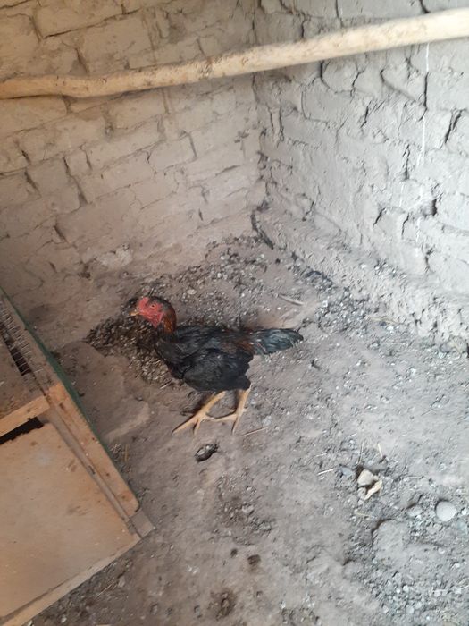 Dakan xorozlar mayiski