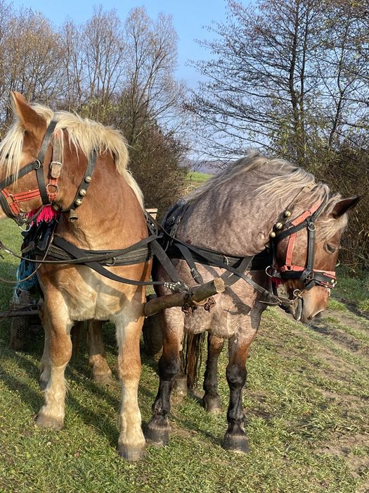 vand pereche de iepe