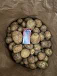 Продам домашний картофель