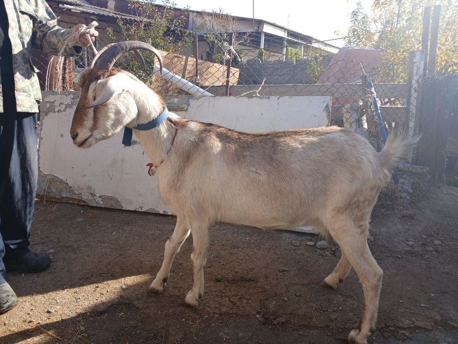 Зааненская дойная коза