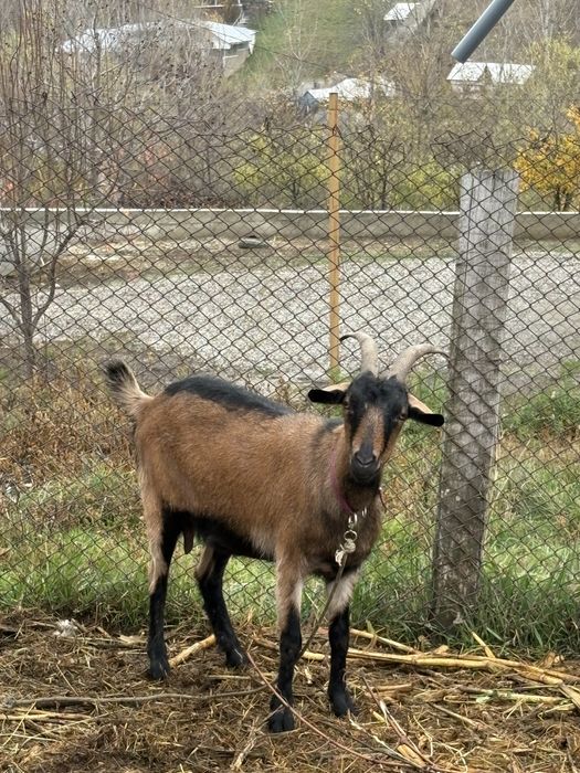 Vand capre alpine bune de lapte