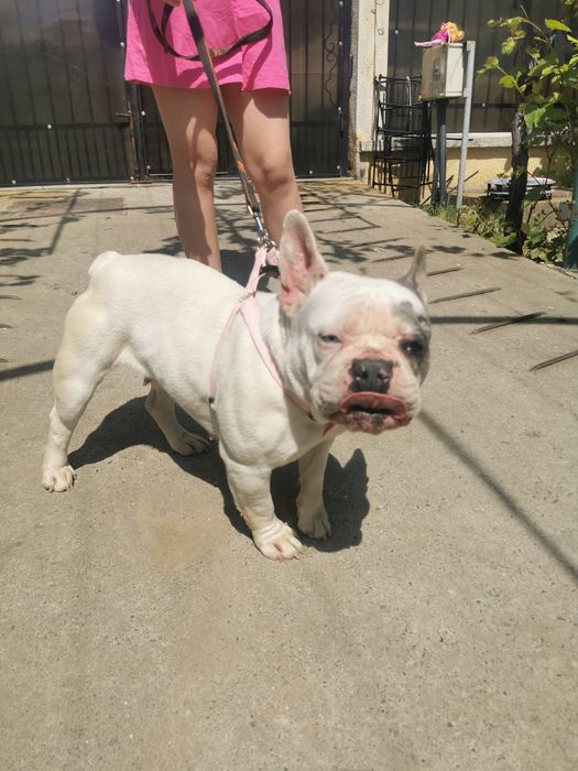 Buldog francez femela