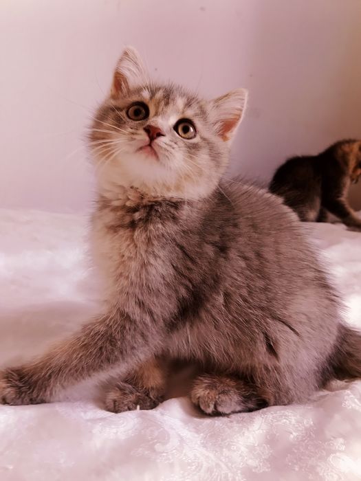 Шотландские здоровые котята 4 мес