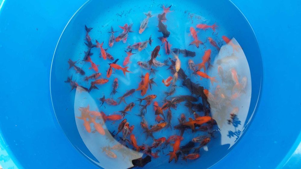 Crapi koi Japonia, butterfly, sturioni, pesti sanitari, pesti iaz