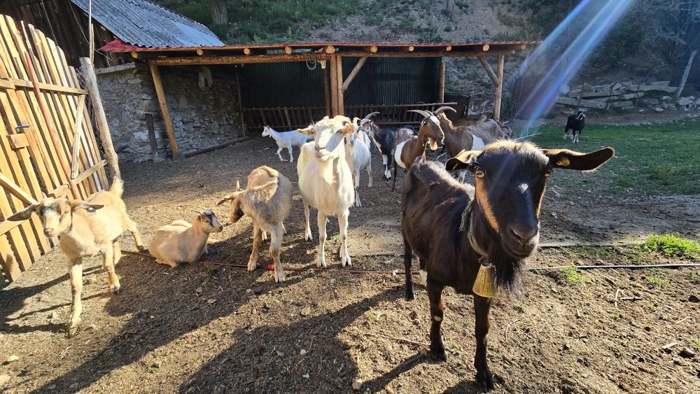 Vând capre cu iezi!