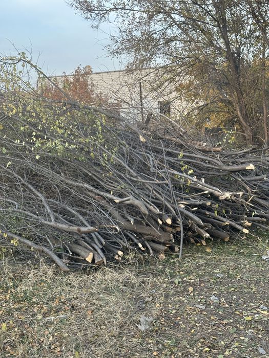 Дрова бесплатно отдам акация