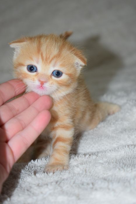 Шотландские вислоухие котята