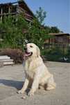 Pui golden retriever