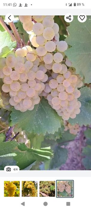 Struguri de vin producție 2025