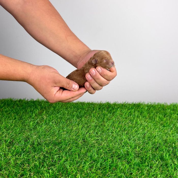 Pui pudel Pitici cu pedigree caută familie iubitoare