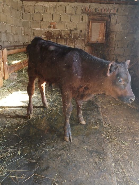 Vând tauras varsta aproape 2 luni