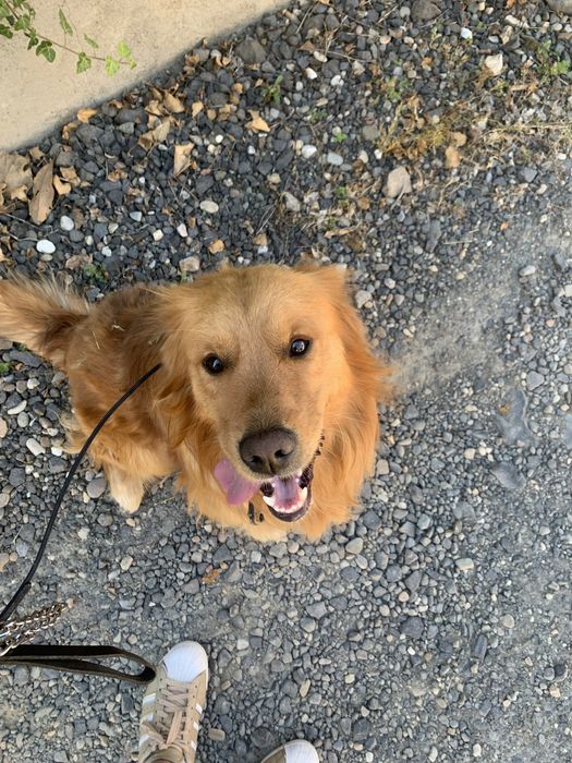 Dresaj canin, plimbare catei, corectare probleme comportament