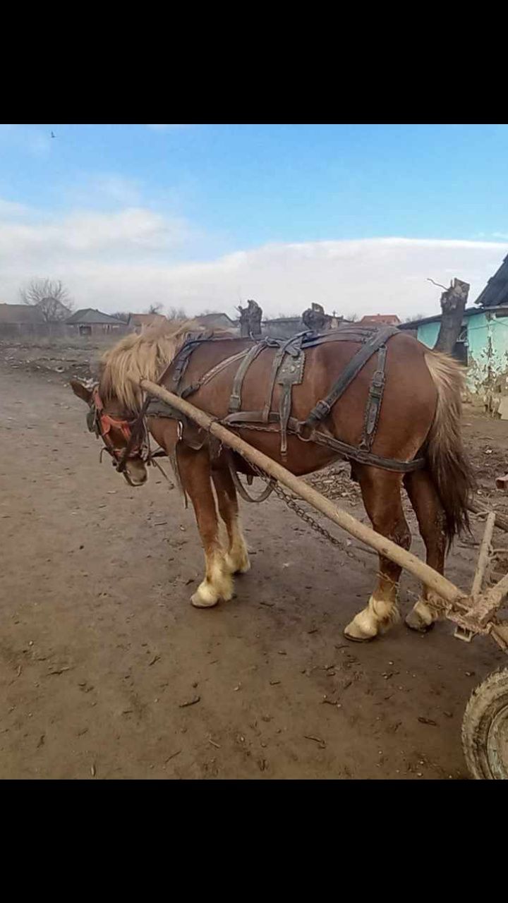 Vând iapă de cinci ani vând sau schimb vând sau schimb