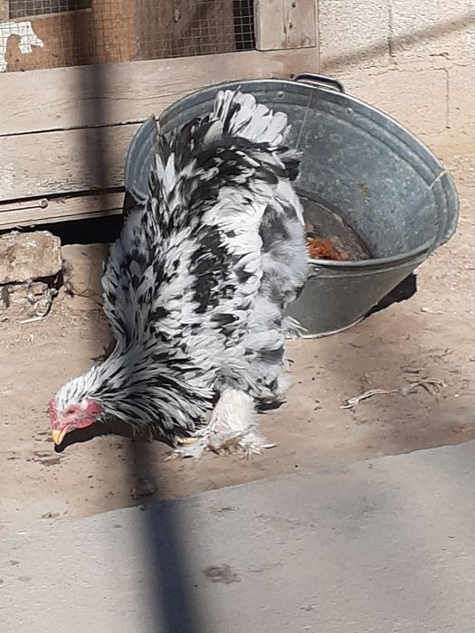 Mramor miramir mramr dalmantin  xoroz sotiladi hali qichqirmagan