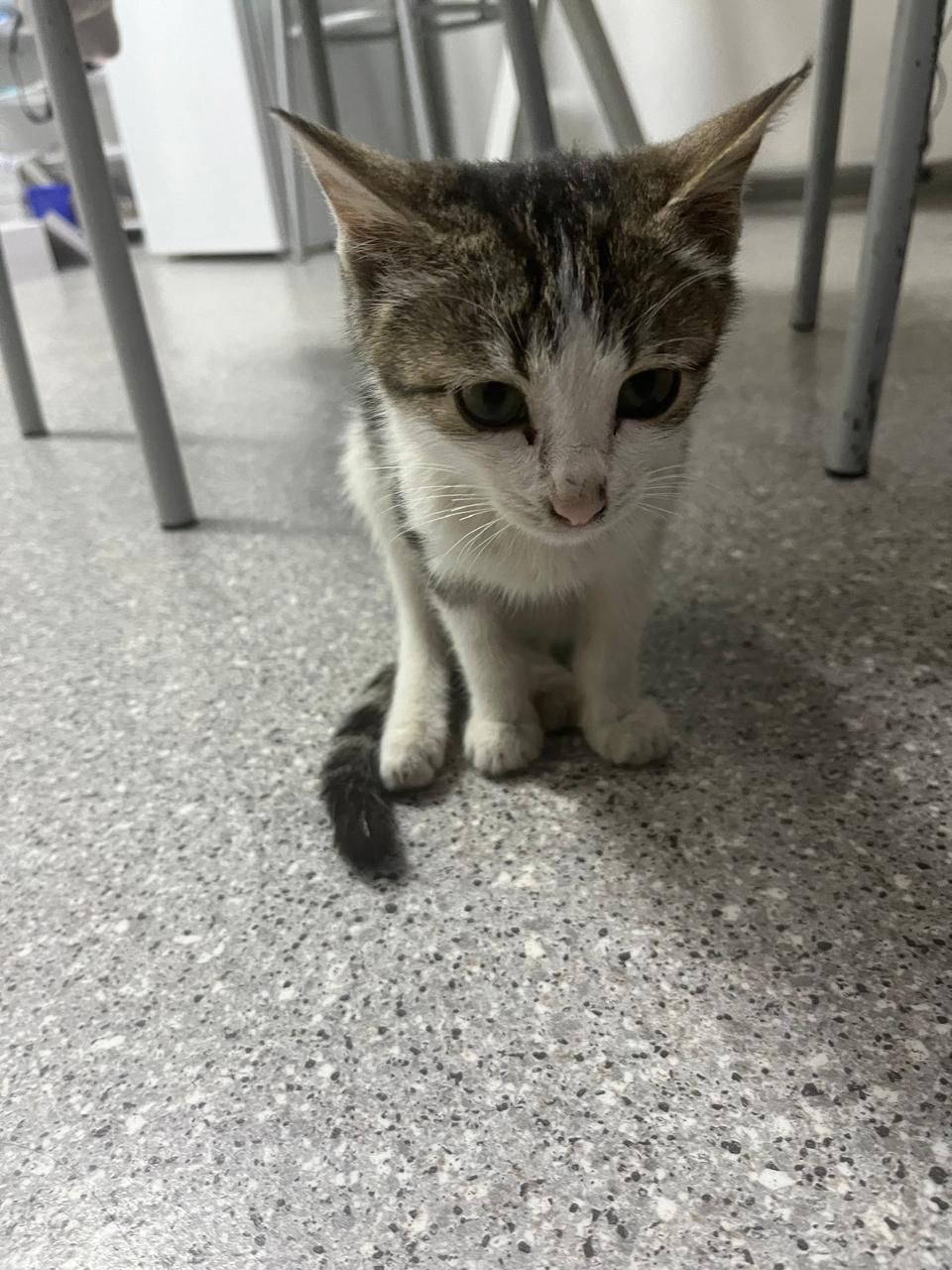 Котёнок в добрые руки