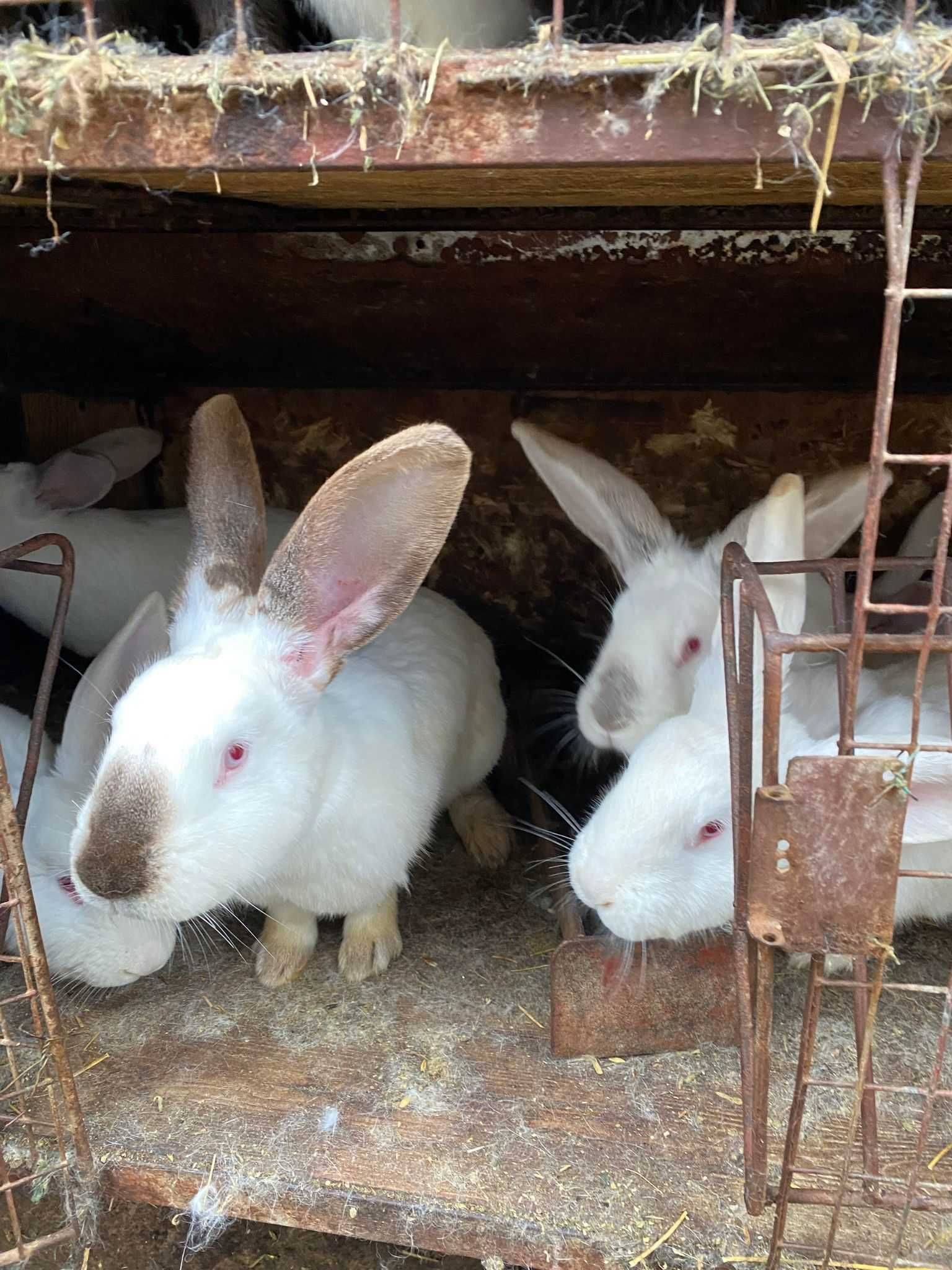 Iepuri de vanzare inclusiv femele gestante