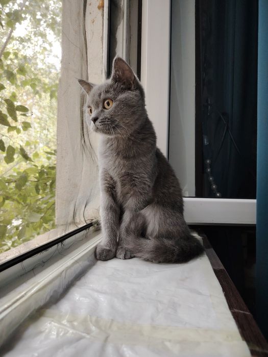 Mushuk scotish straight