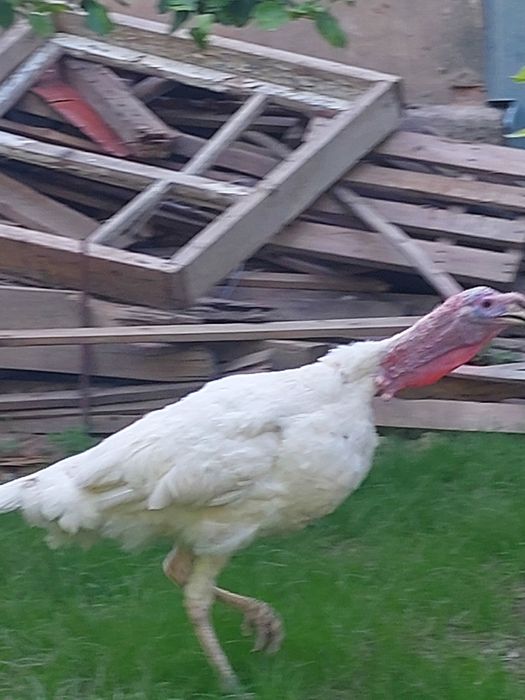 Индюк молодой самец