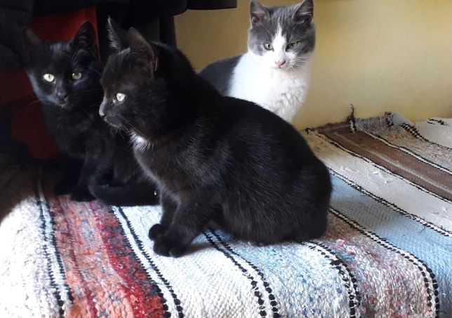 3 pisicute de 3 luni spre adoptie ( Tulcea)