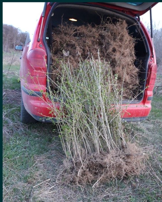 Pinii,mesteacan decorativ, leylandi, lemn cainesc, artar verde