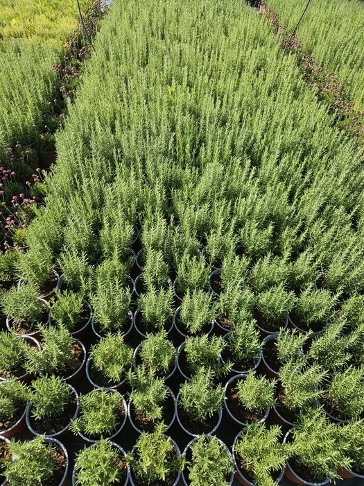 Rozmarin,ysop,mentă,cimbrișor citronela.