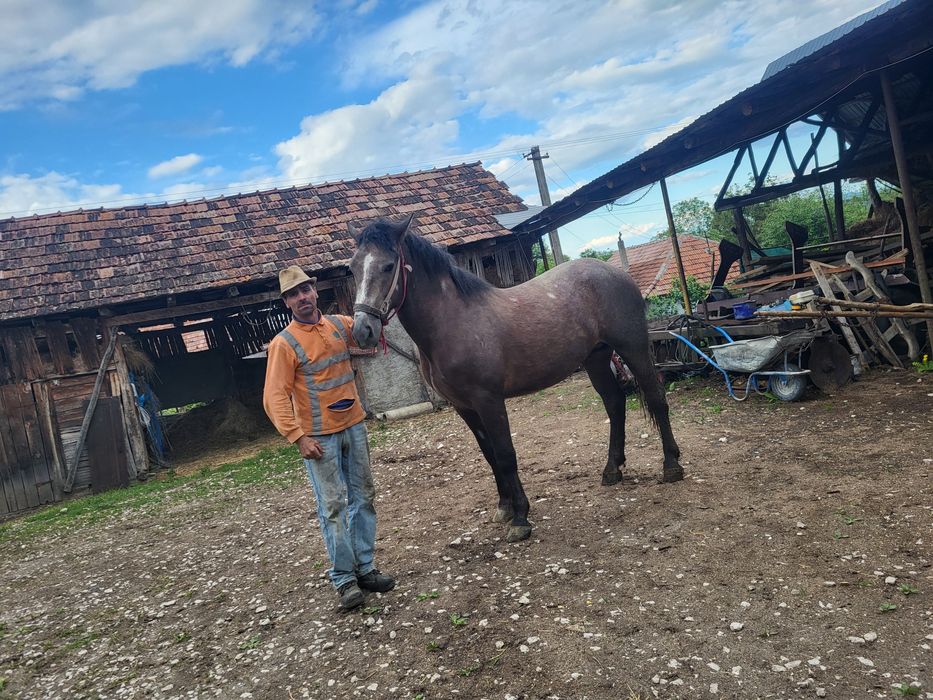 Se vinde armăsar