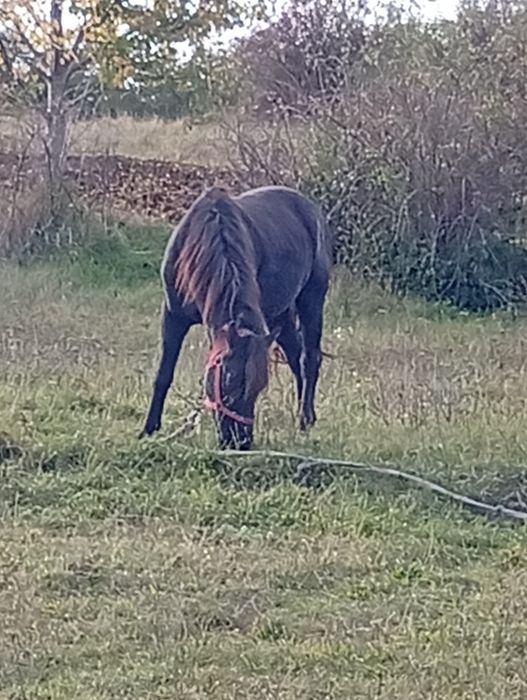 De vânzare cal castrat merge pe 9ani 4500 neg