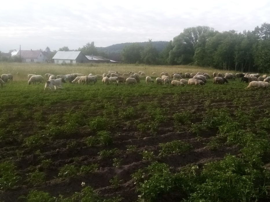 Vind oi de ținut sau schimb cu vacă de ținut