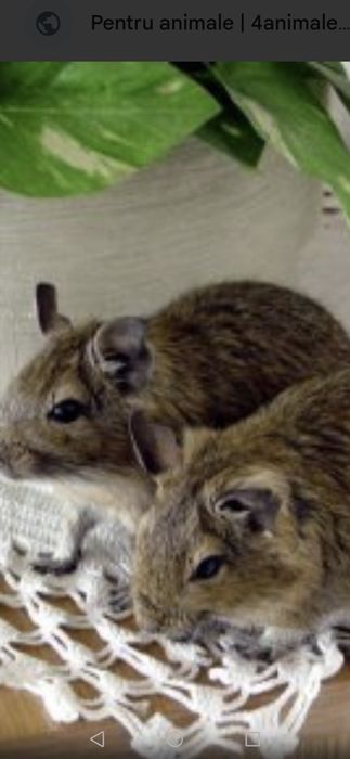 Veverițe degu cauta alta casuta