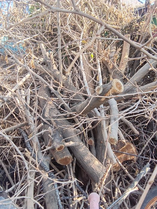 Дрова, отдам. Самовывоз