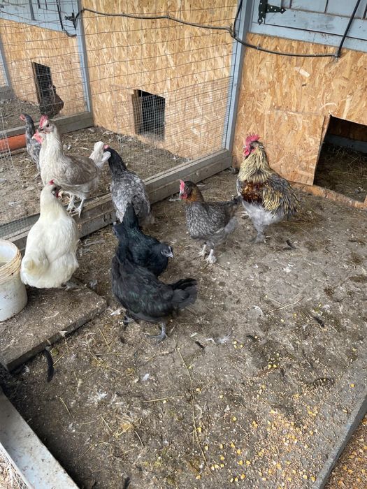 Vand gaini rasa, incetare activitate ferma.