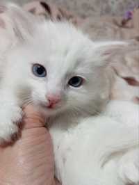 Продается котенок чистобелый с голубыми глазками, мальчик.