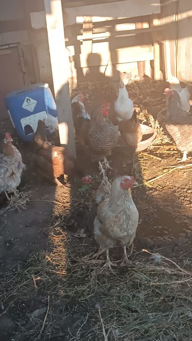 Продам кур и петуха