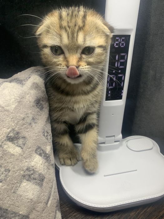 Скоттиш фолд ( рыжий тебби)