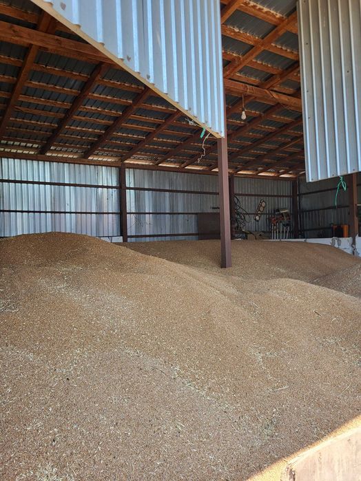 Vând grâu de panificație.