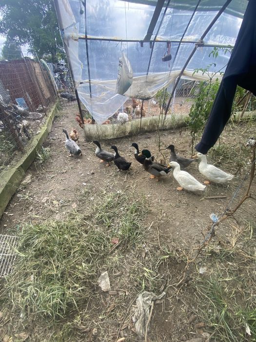 Rățoi romanesti si gaini pitici